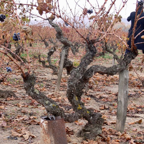 An old vine in a vineyard, propped up with wood and an empty oil can.